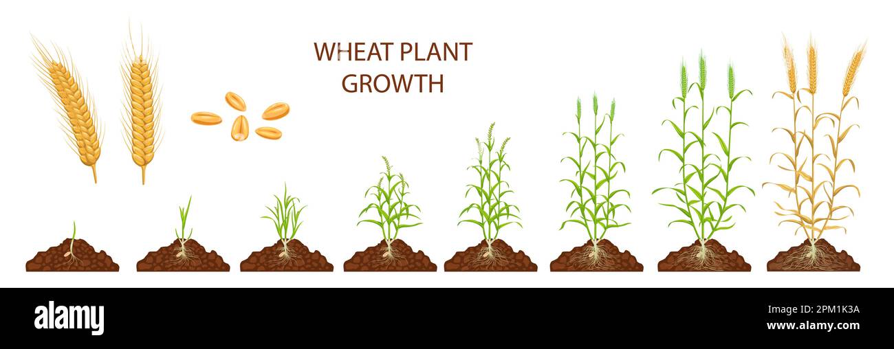 Wheat growth stages, vector life cycle of cereals, agriculture crop plant. Wheat seedlings and sprouts with green leaves, stems and roots, ripe seeds, Stock Vector