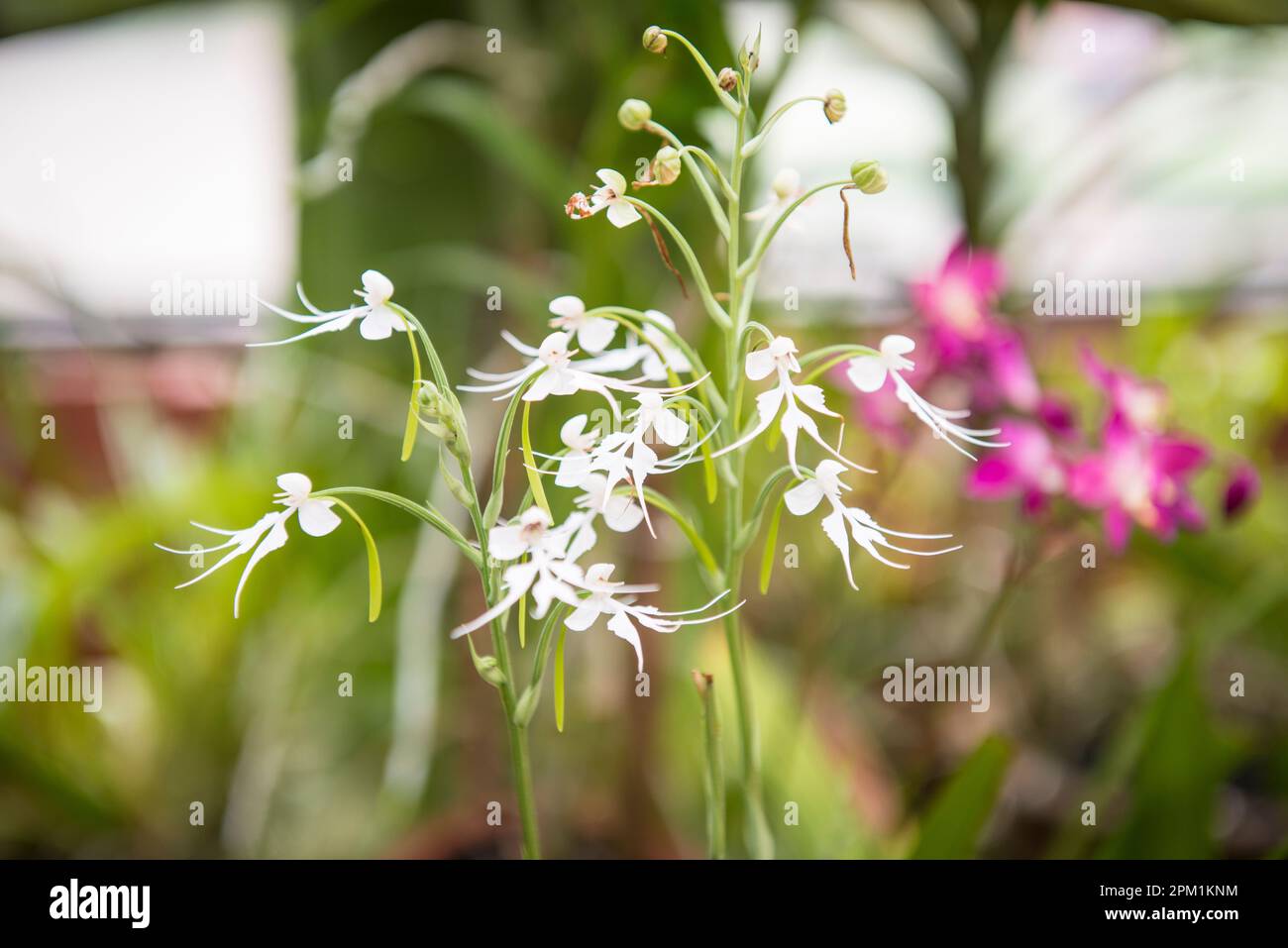 Doll orchid plant, New Ranweli Spice garden, Sri Lanka Stock Photo
