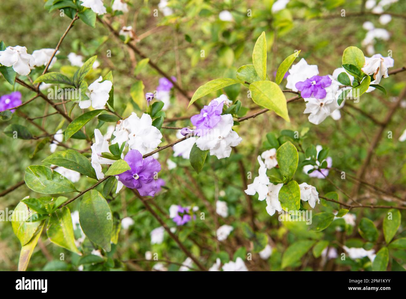 Purple and white flowers in New Ranweli spice garden, Sri Lanka Stock