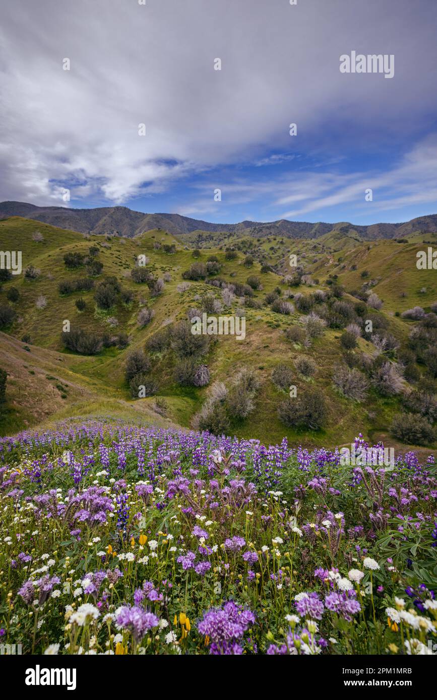 California super bloom of 2023. Lupine covered hillsides Stock Photo