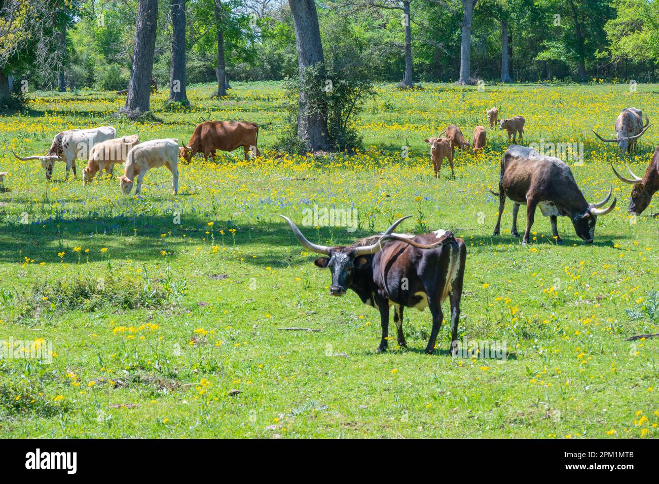 Longhorn cows grazing in a field of wildflowers on a spring day Stock