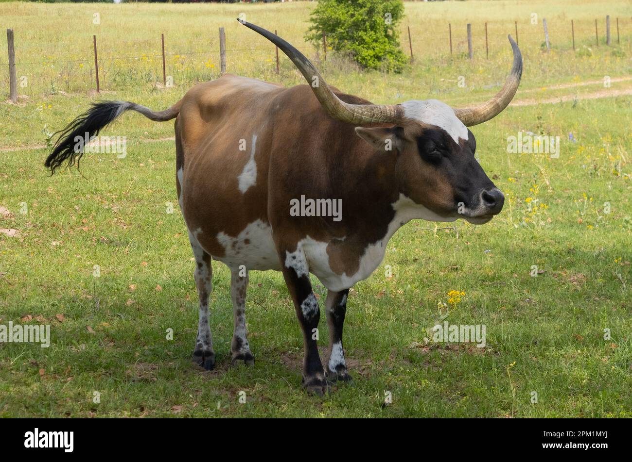 A brown, white, and black Texas longhorn cow with twitching tail standing in a green pasture facing the camera. Stock Photo