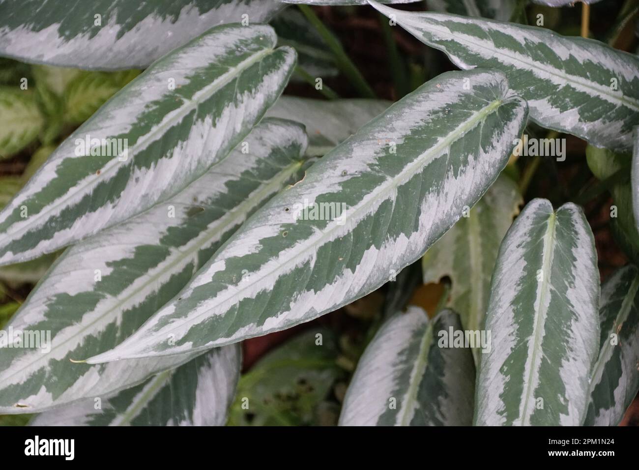 Close up of the beautiful silver and green narrow leaf of Schismatoglottis Hainanensis Stock Photo