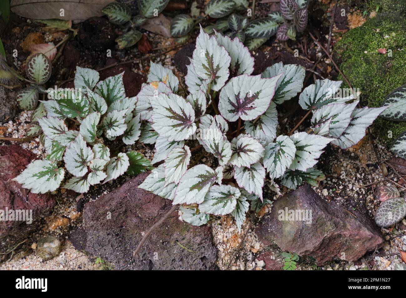 The beautiful green and silver leaves pattern of Rex Begonia Stock Photo
