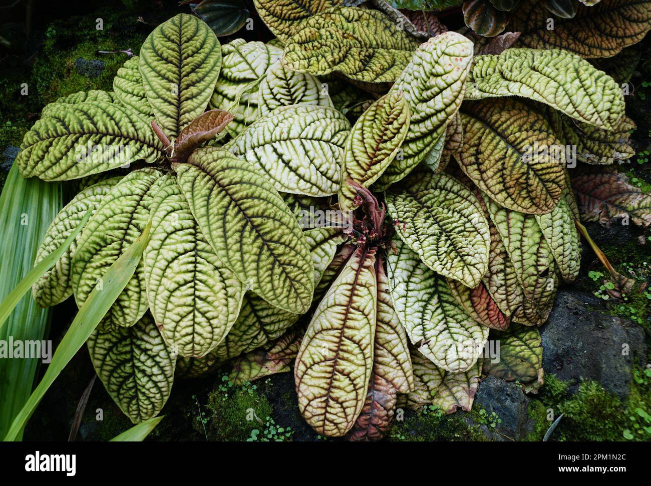 Close up of a corrugated leaves of Ardisia, a tropical terrarium plant Stock Photo