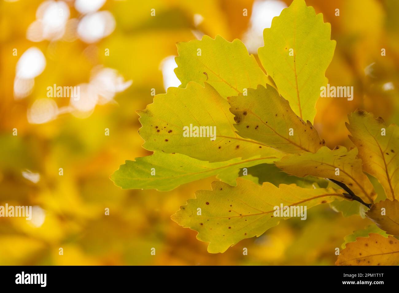 Autumn yellow leaves of oak tree in autumn park. Fall background with ...