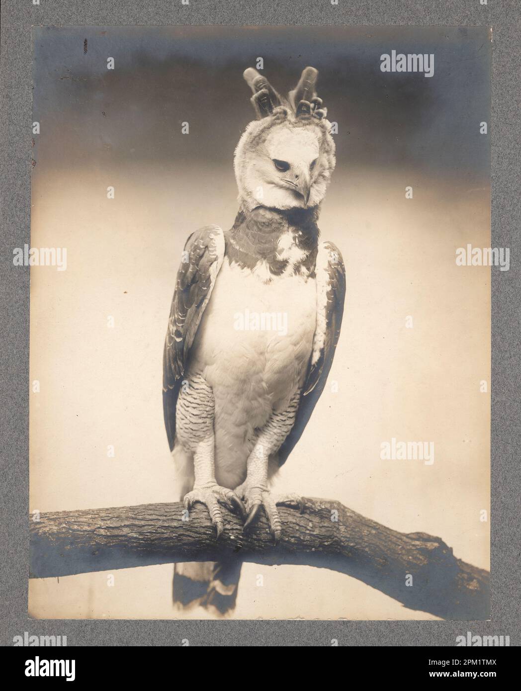 Vintage black and white photograph of a Harpy Eagle, Harpia harpyja, perched on a branch,c. 1899 Stock Photo