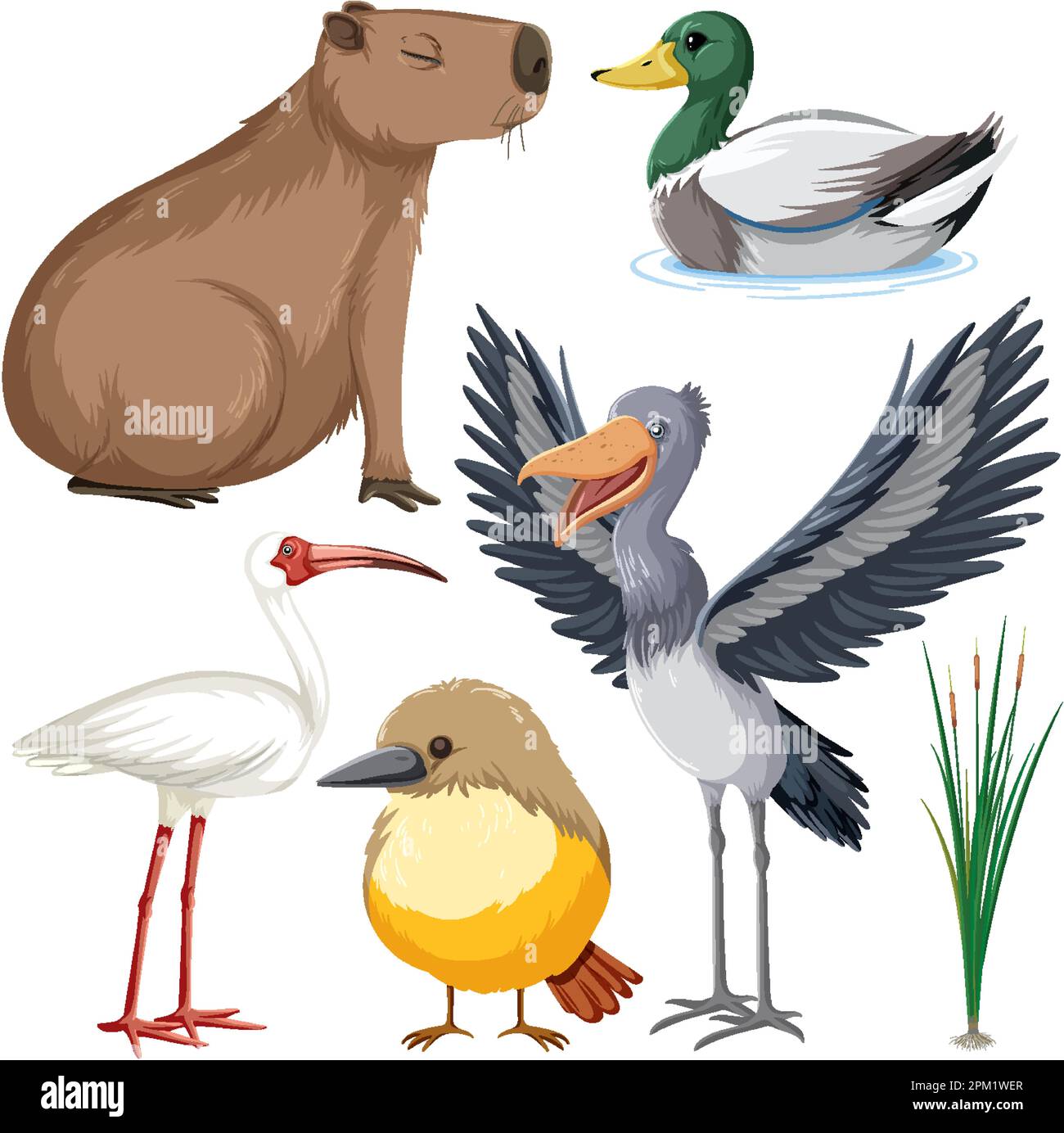 Various Wetland Animals Collection Illustration Stock Vector Image