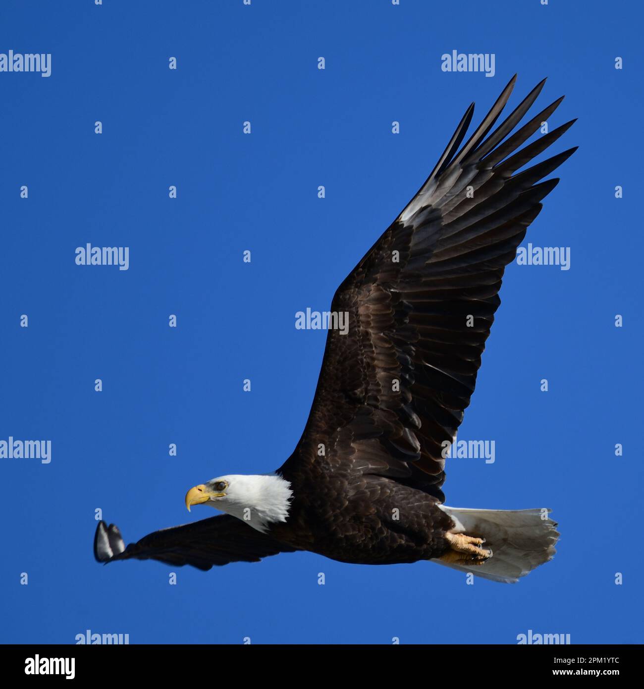 Milpitas Resident Bald Eagle in Flight Stock Photo Alamy
