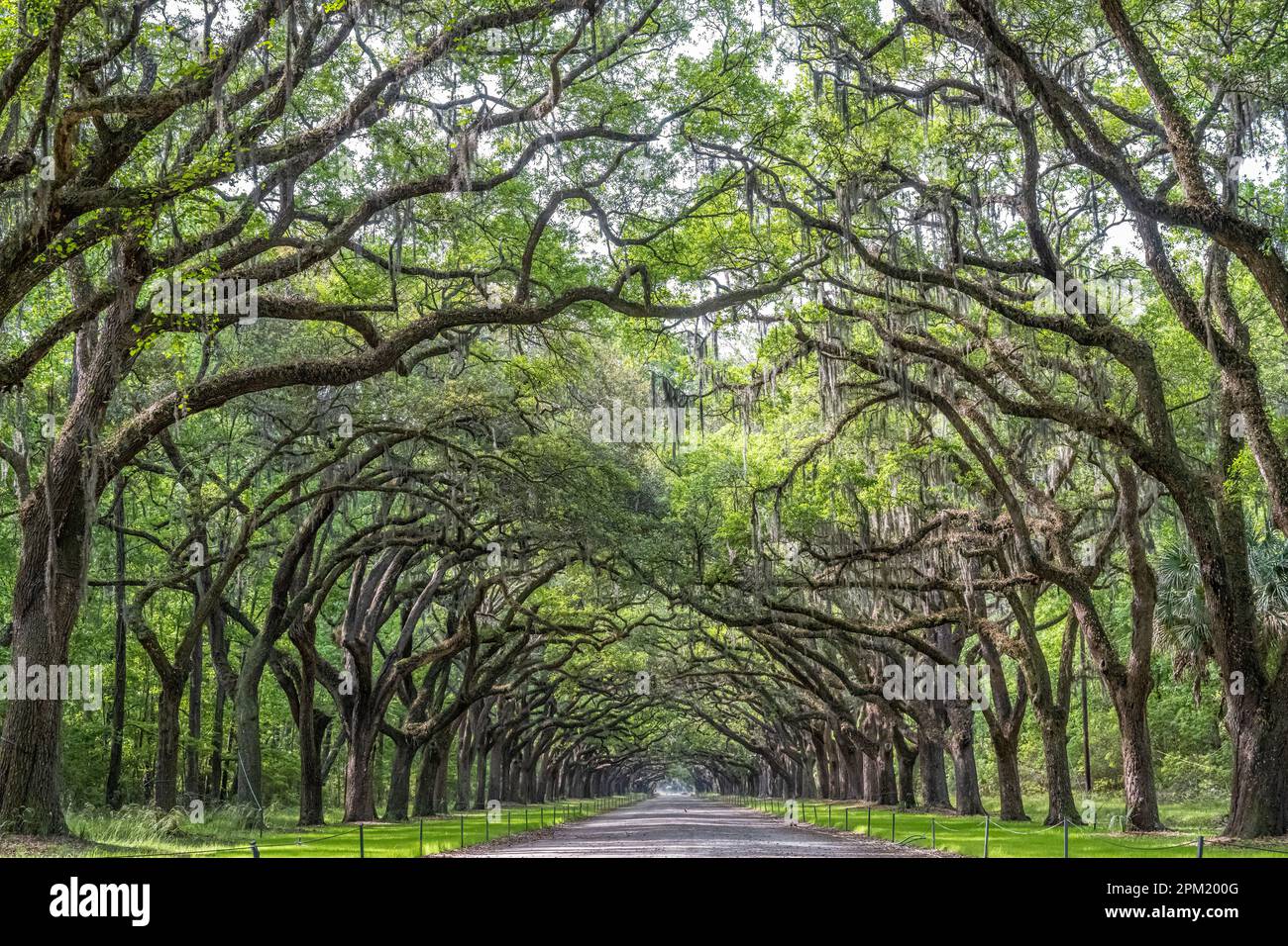 Live oak tree covered lane at the Wormsloe Plantation in Savannah, Georgia. (USA) Stock Photo