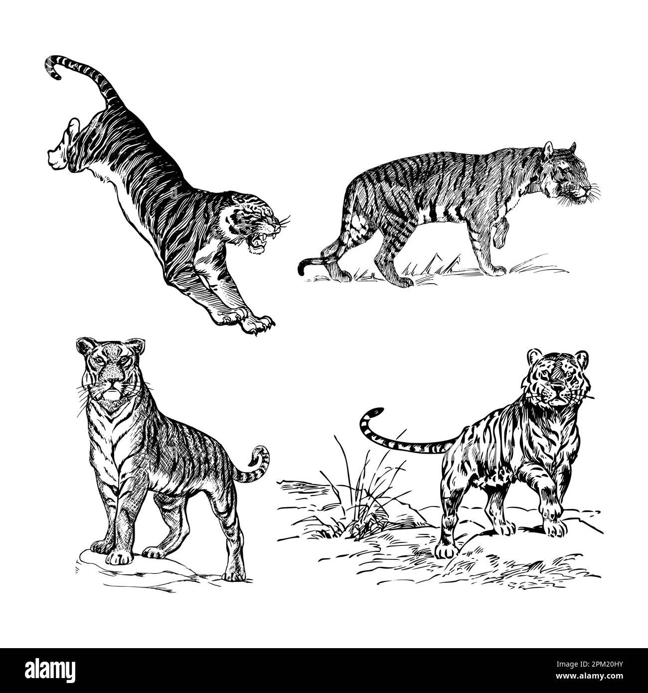 A drawing of a tiger vector set Stock Vector Image & Art - Alamy