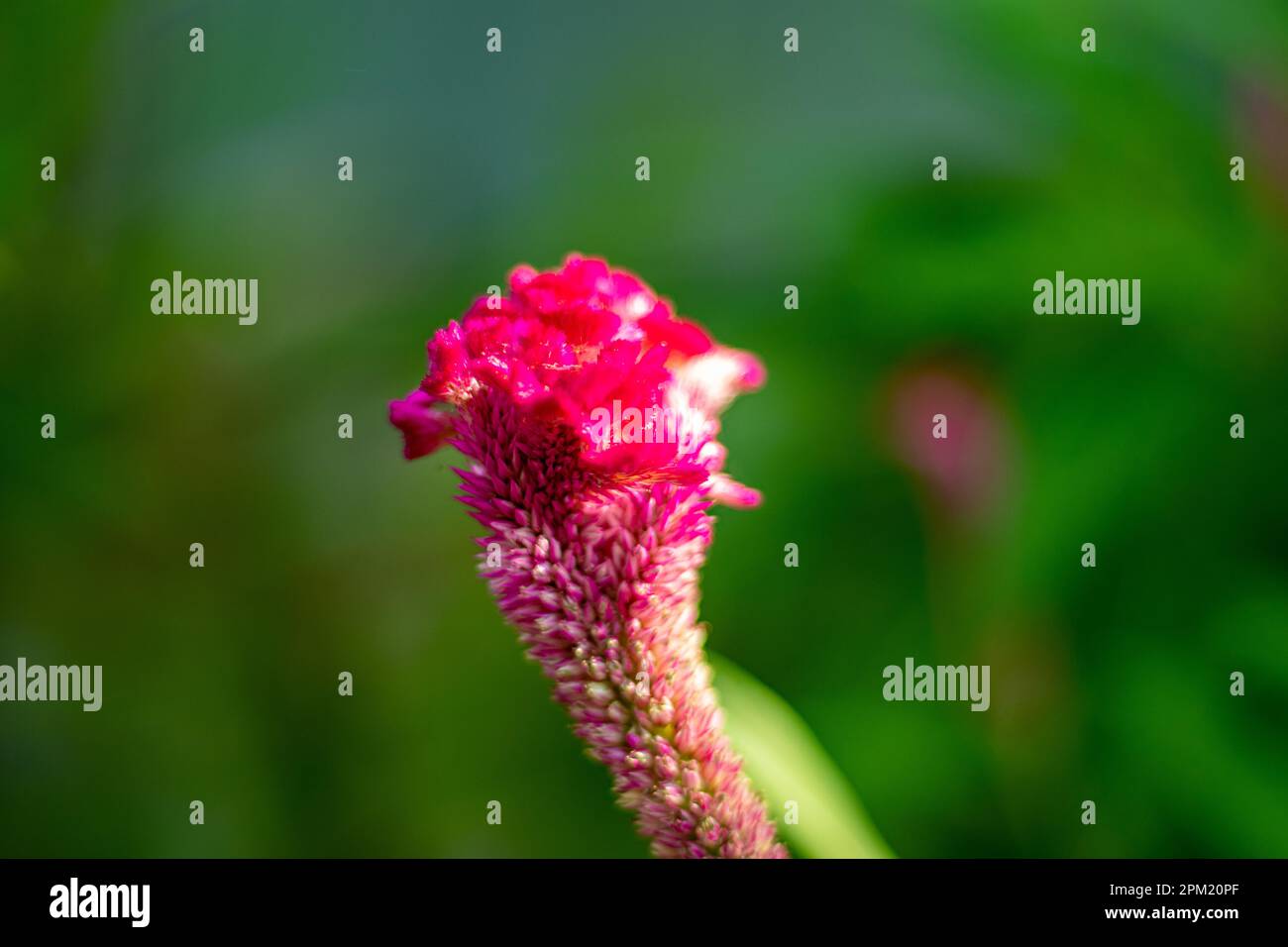 Celosia, Crested, annual flower. Also known as crested cockscomb, wool flower Celosia argentea var cristata. Amaranthaceae Family Celosia cristata Stock Photo