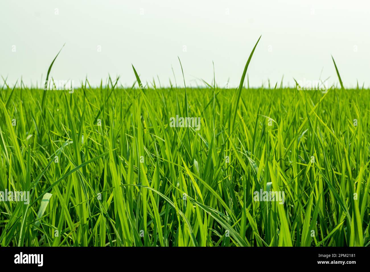 Paddy rice is a staple crop for much of the world's population. Paddy rice fields cover large