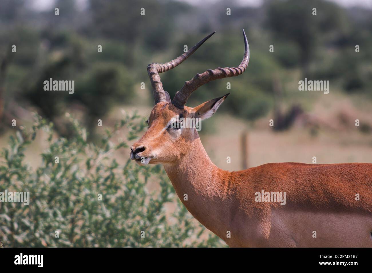Impala Ram feeding in the African bushveld Stock Photo