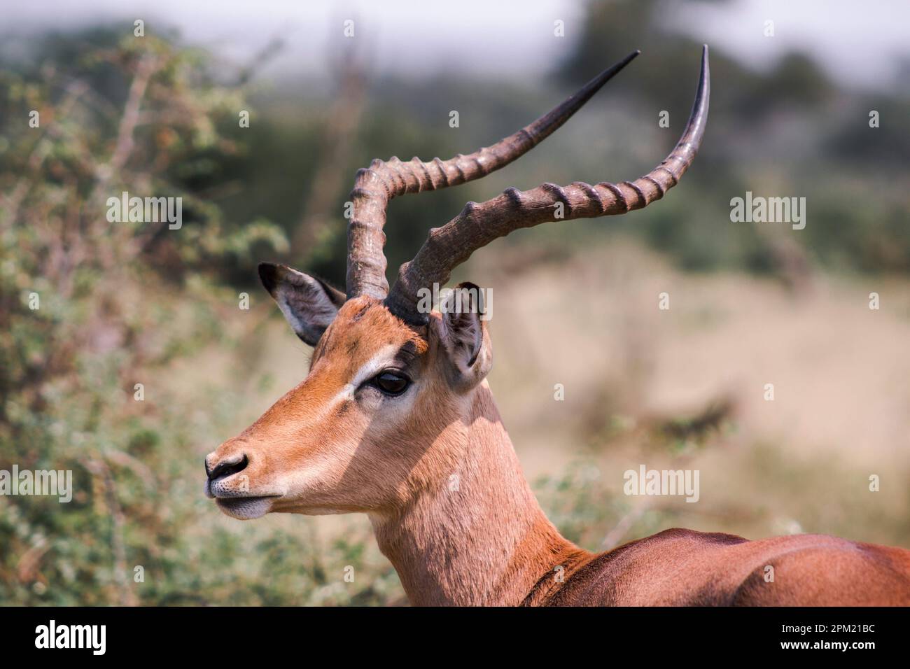 Impala Ram grazing in the African Bushveld Stock Photo