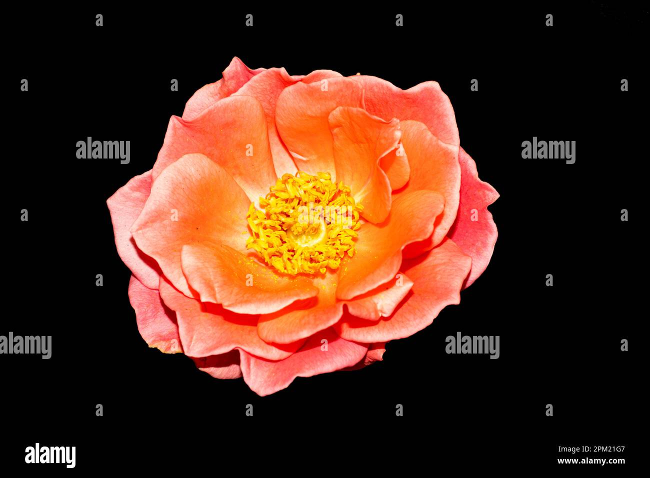 The pink rose meaning refers to femininity, grace, and thoughtfulness. The pink rose on a black background symbolizes love and beauty Stock Photo