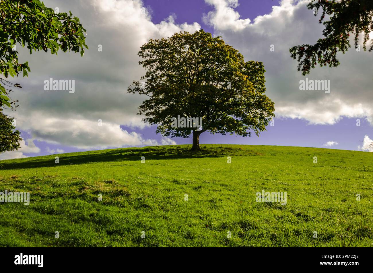 Single tree growing on the top of a green hill in Rowallane Park Saintfield County Down with a cloudy sky Stock Photo