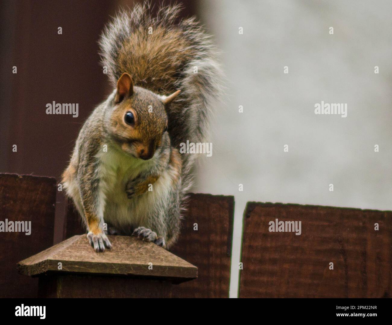 Squirrel on a garden fence in Belfast County Down Stock Photo