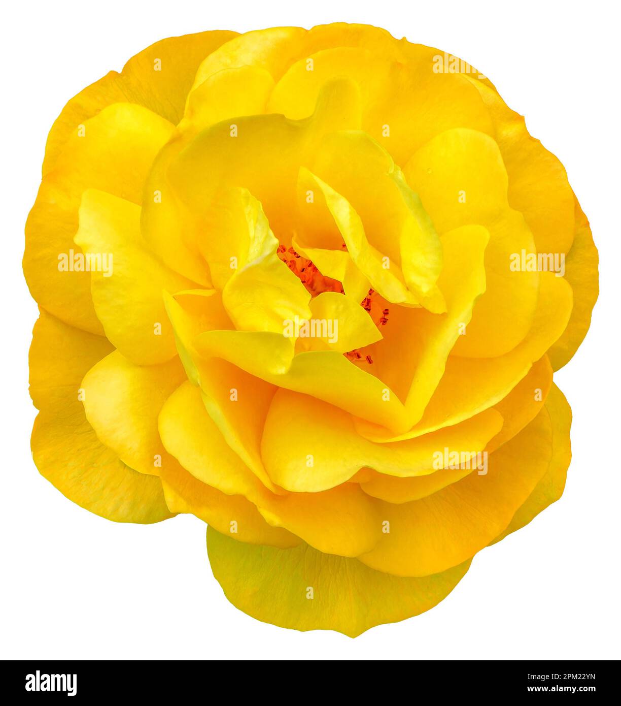 Julia rose Cut Out Stock Images & Pictures - Alamy