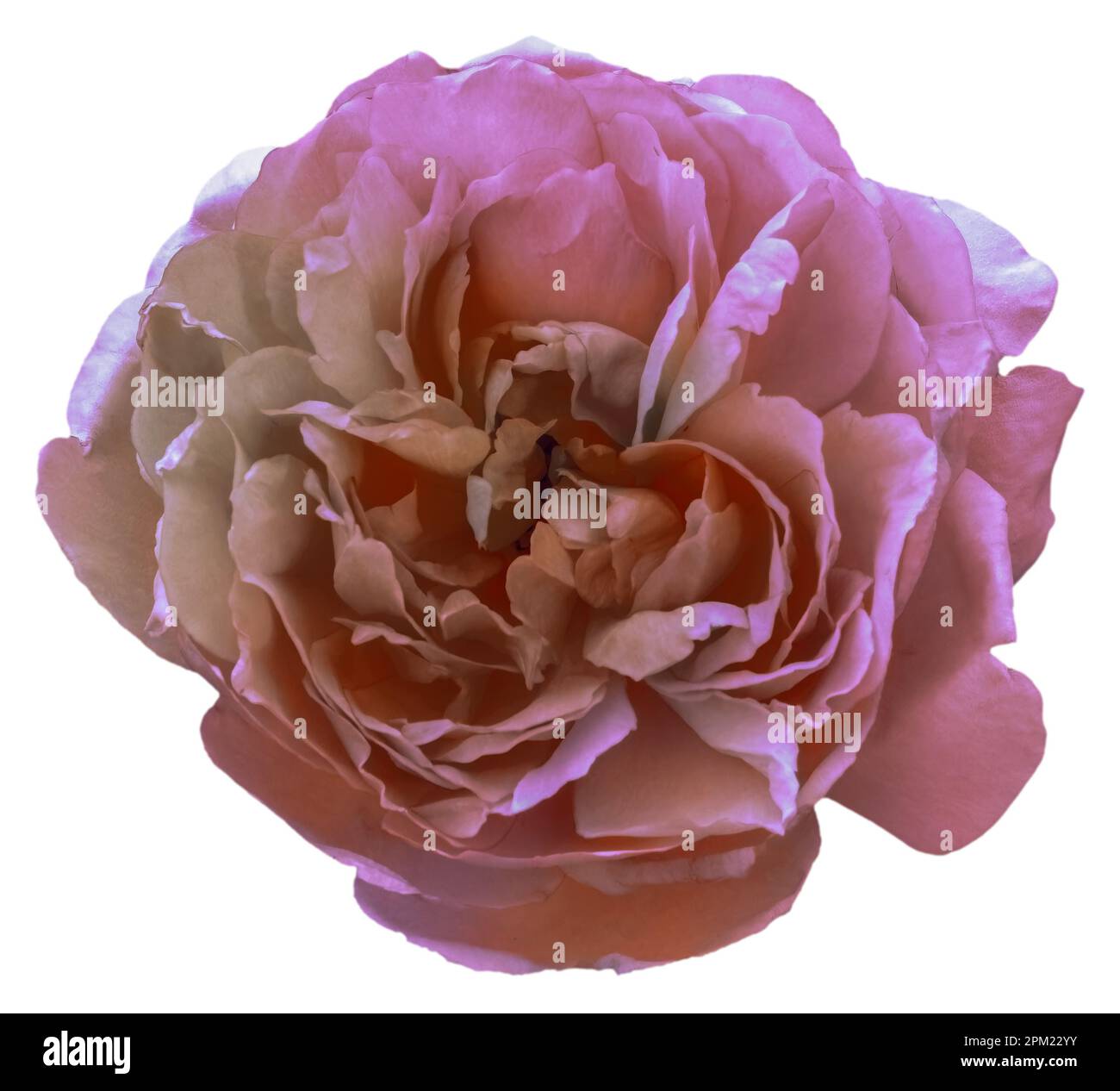 Dry appearance of pink roses. Create artificial dried flowers ...