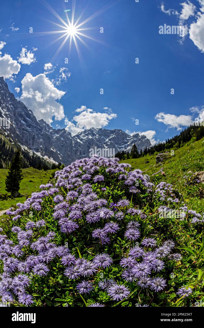 Globe Flowers, Sun, Engalm, Karwendel Mountains, Tyrol, Austria Stock Photo