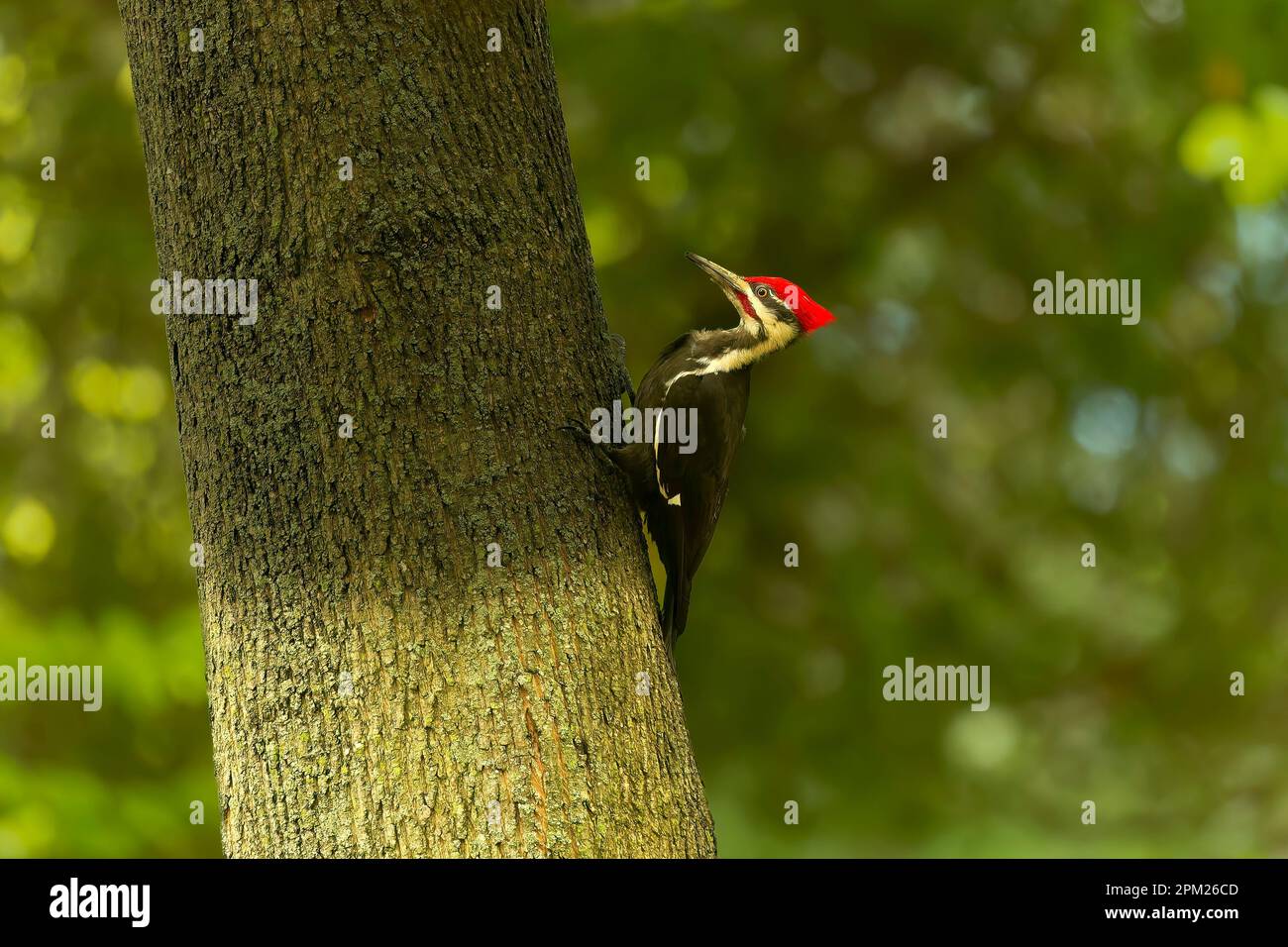 The pileated woodpecker (Dryocopus pileatus). The bird native to North