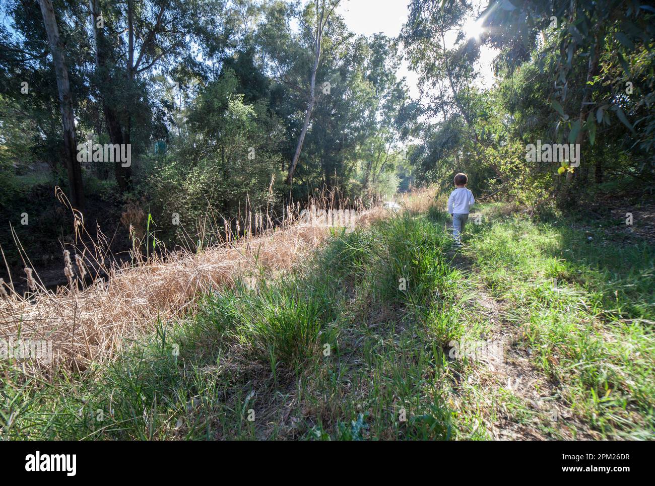 Boy walking alone through a eucalyptus forest. Children discovering nature alone Stock Photo