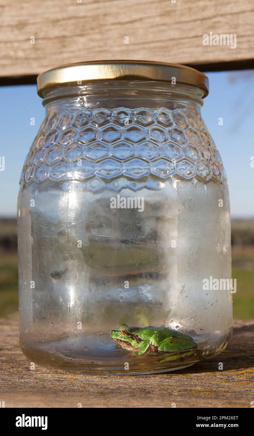 Little frog trapped in a glass jar. Childrens pranks in nature concept