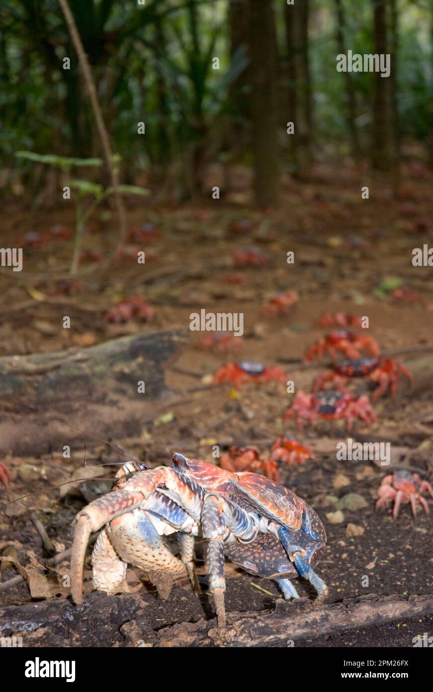 Robber Crab, Birgus latro, on forest floor with cast of Red Crabs, Gecarcoidea natalis, in background, Christmas Island, Australia Stock Photo