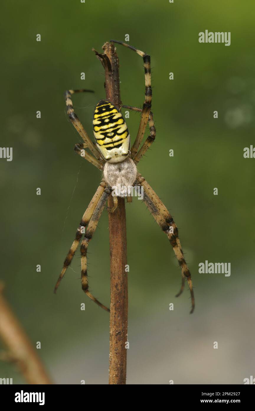 Natural closeup on a male of the colorful wasp spider, Argiope bruennichi, hanging head down on a twig Stock Photo