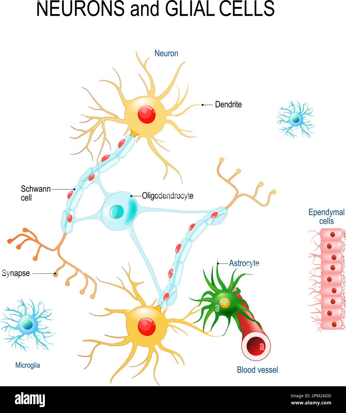 Neurons and glial cells (Neuroglia) in brain (oligodendrocyte, microglia, astrocytes and Schwann cells), ependymal cells (ependymocytes). Vector Stock Vector