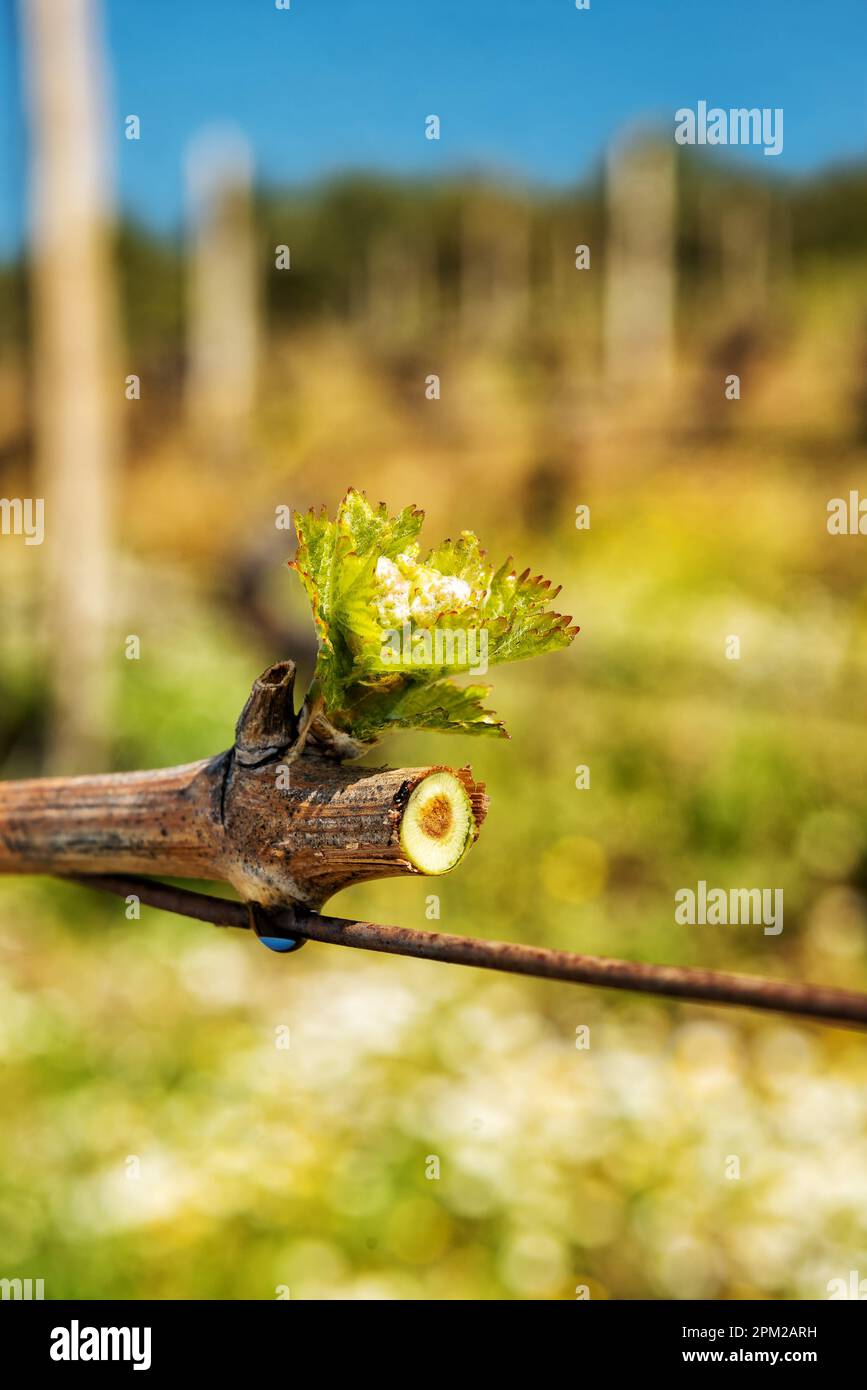 Drop of sap falling from vine branch with young shoots in spring