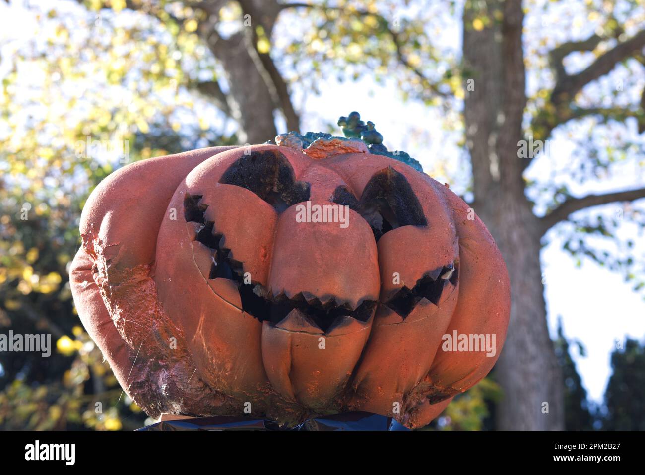 halloween carved pumpkin Stock Photo - Alamy
