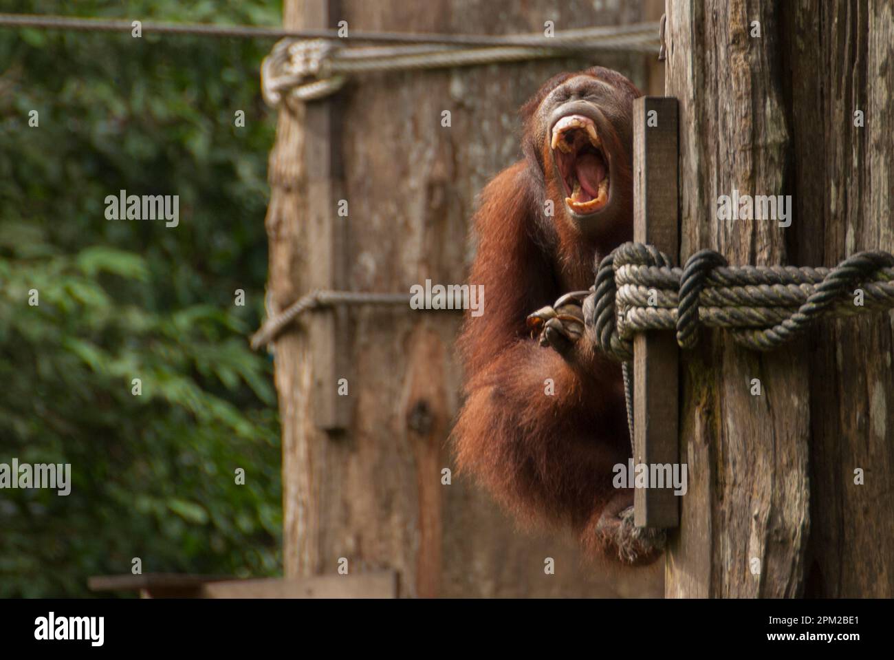 Orangutan, Pongo pygmaeus, baring teeth on side of feeding platform, Sepilok Orangutan Rehabilitation Centre,  Sepilok National Park, Sandakan, Sabah, Stock Photo