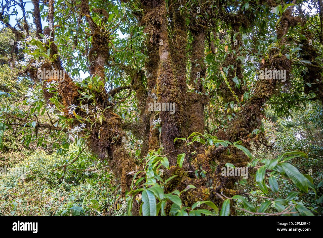Trees covered with moss and flowering orchids. Doi Inthanon National Park, Chiang Mai, Thailand. Stock Photo