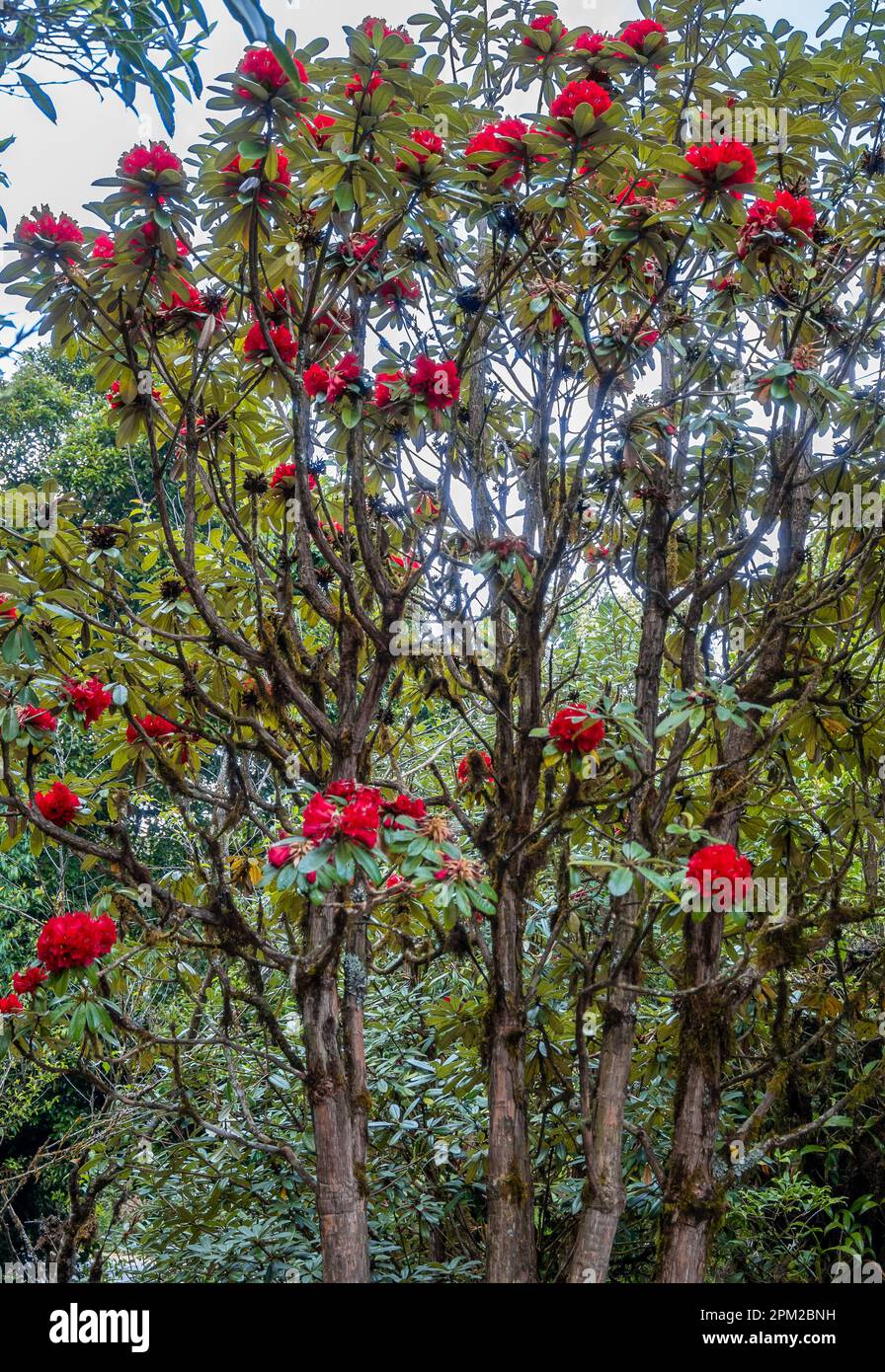 Bright red flowers of Tree Rhododendron (Rhododendron arboreum). Doi Inthanon National Park, Chiang Mai, Thailand. Stock Photo