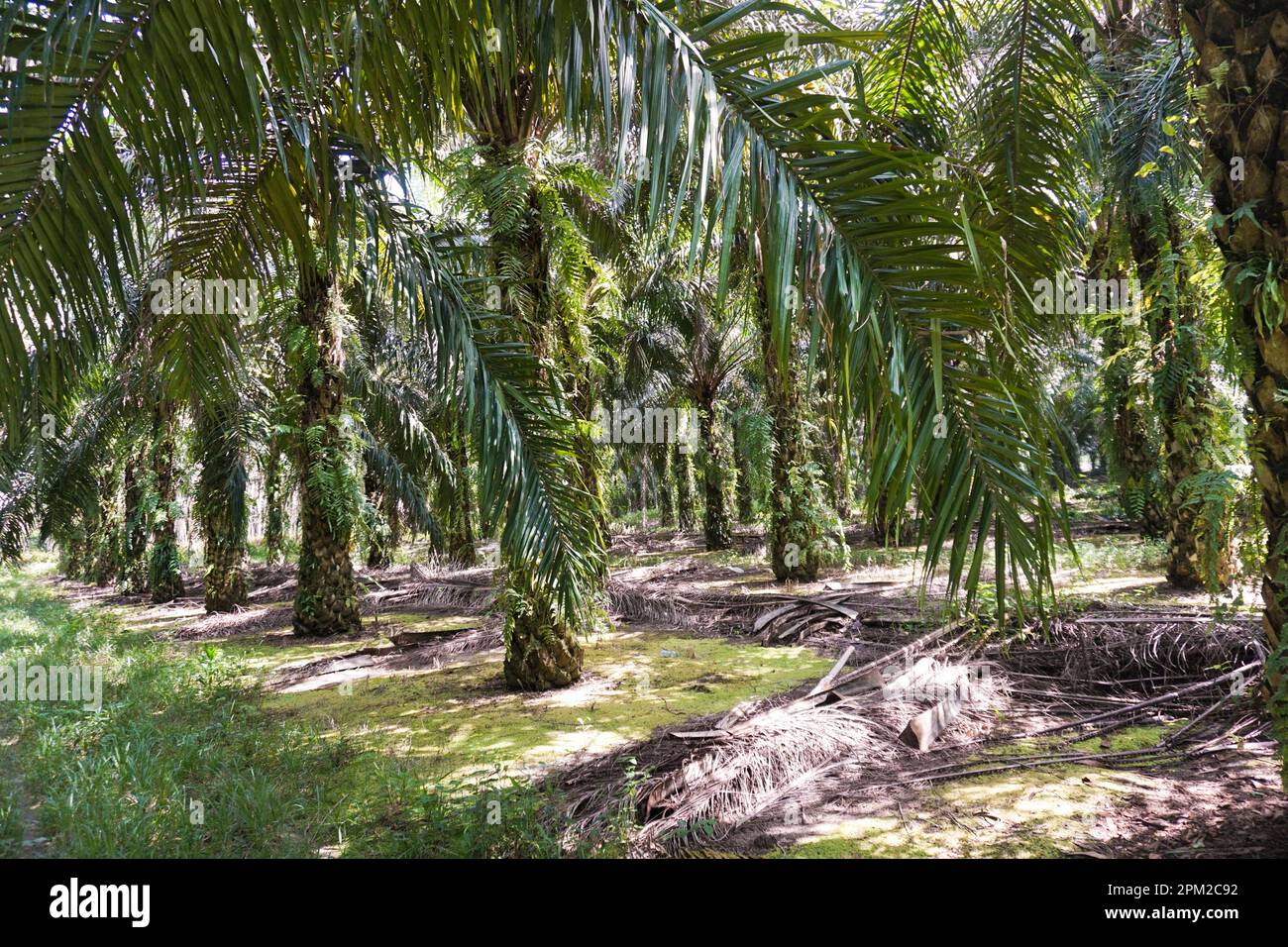 Oil Palm Estate with Good Agricultural Practice in Kutai Kartanegara