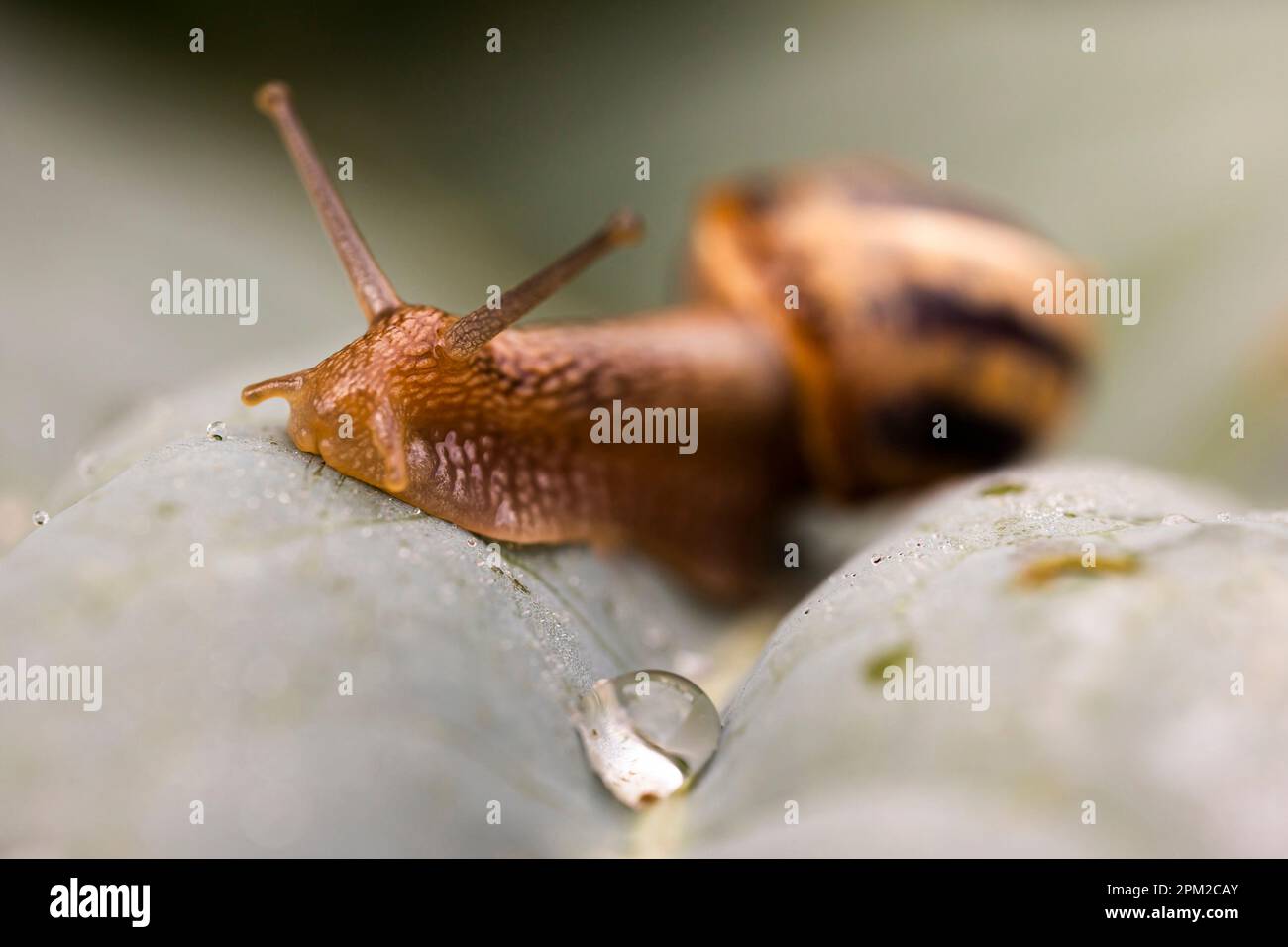 Snail on lettuce with a drop of rain water Stock Photo - Alamy