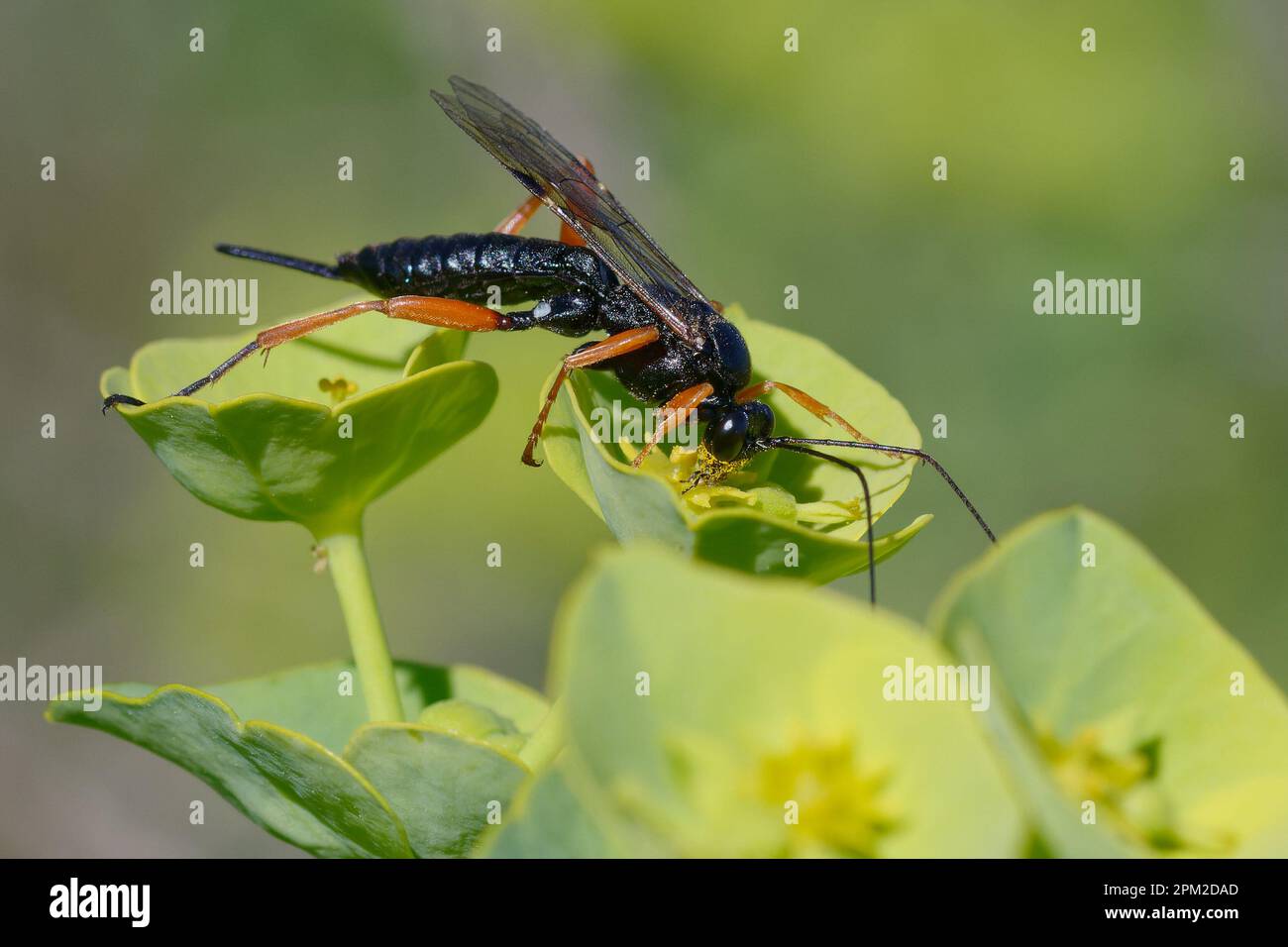 Black slip wasp (Pimpla rufipes) on a flower Stock Photo Alamy