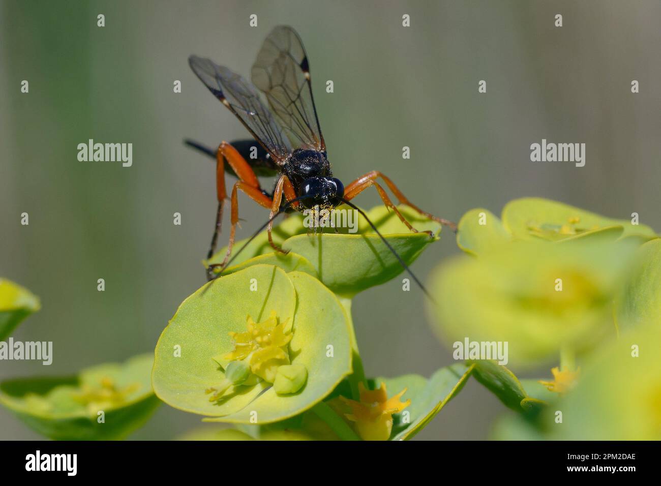 Black slip wasp (Pimpla rufipes) on a flower Stock Photo Alamy