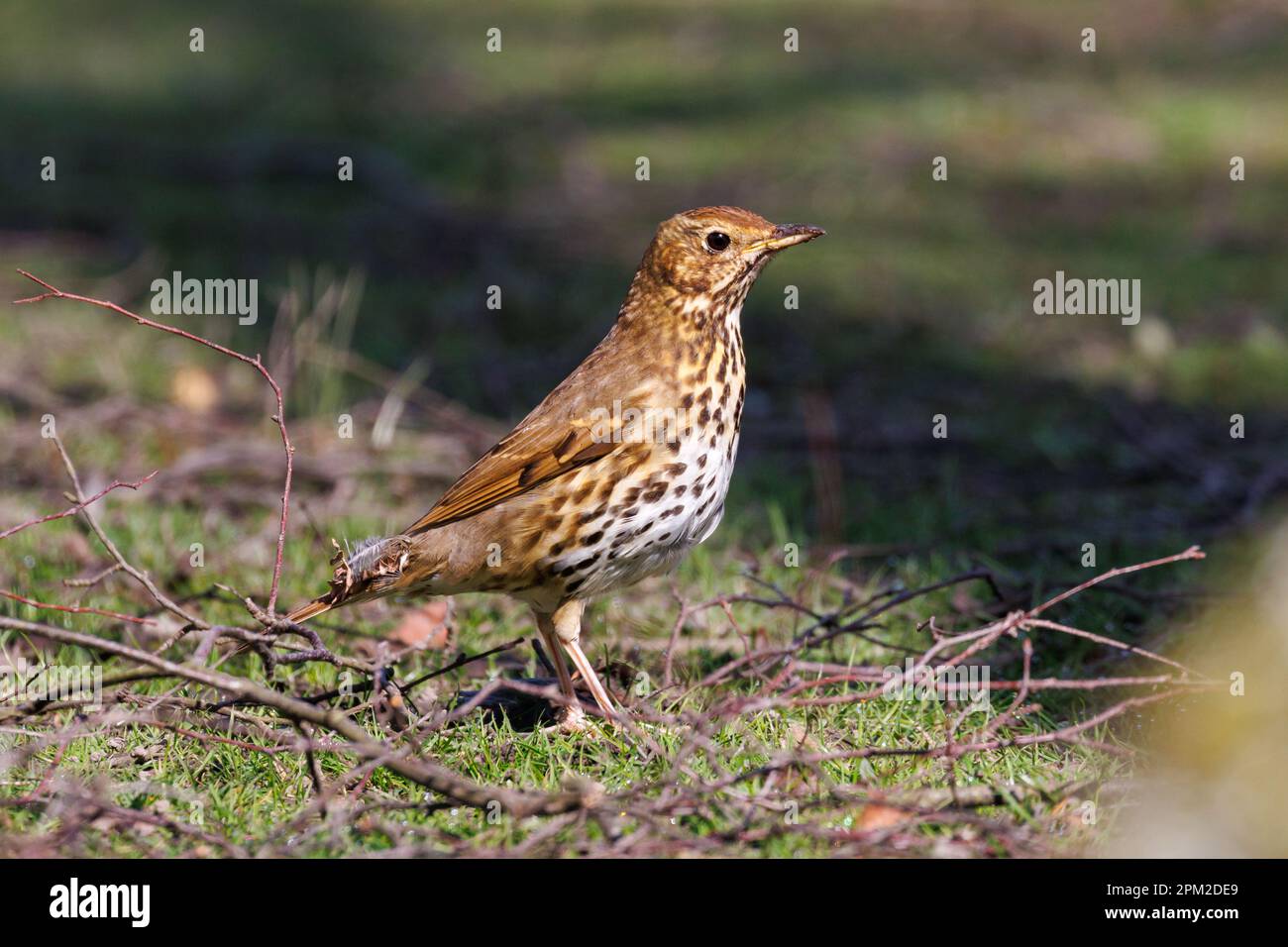 Song thrush, Turdus philomelos, Sussex, UK Stock Photo