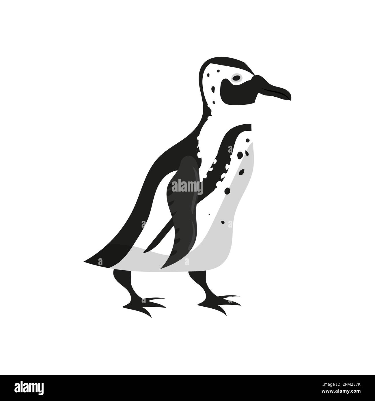 Penguin bird black white color. Vector illustration cartoon style Stock