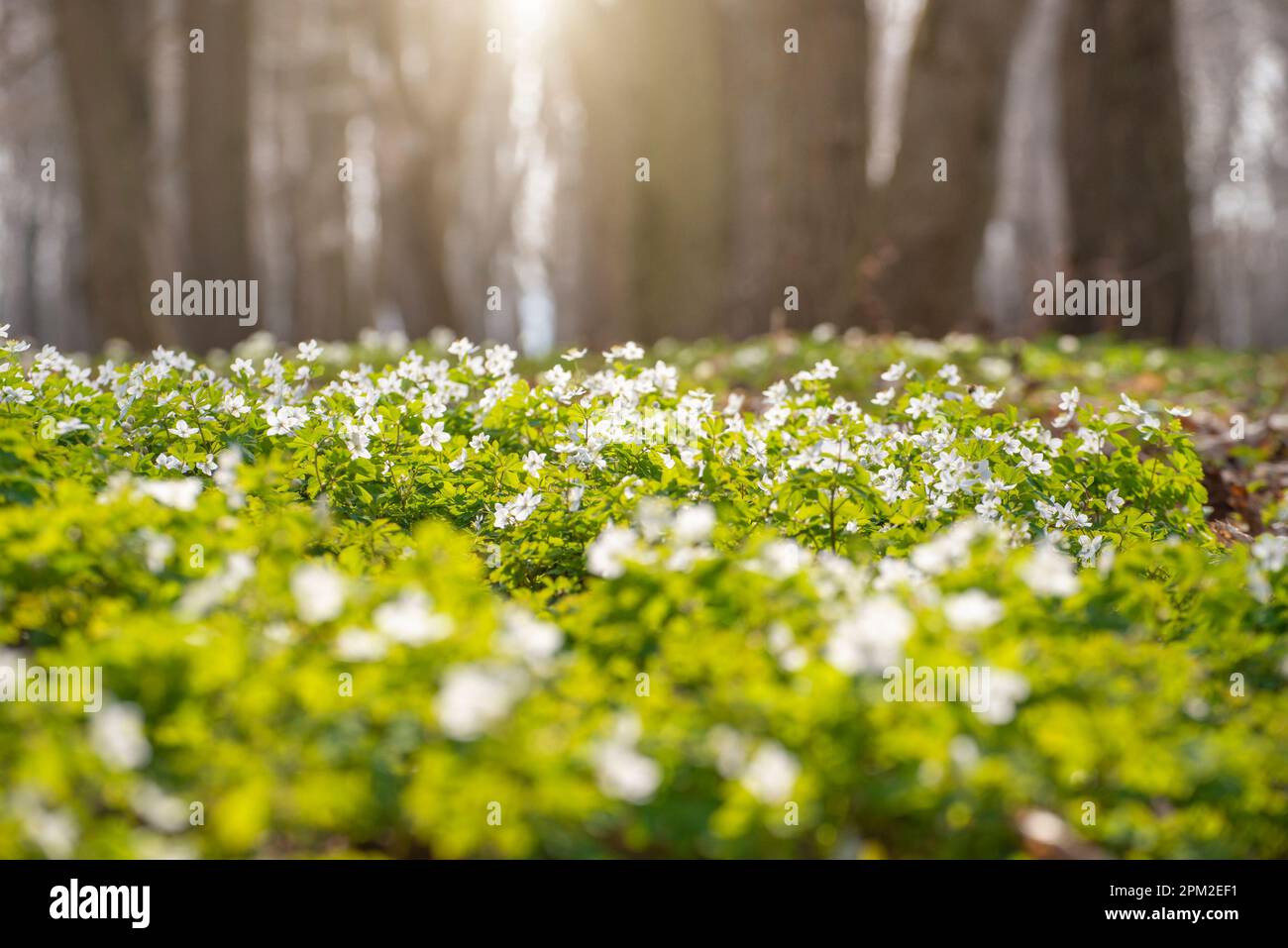 Blooming Snowdrop Anemone flowers under the trees closeup view Stock Photo