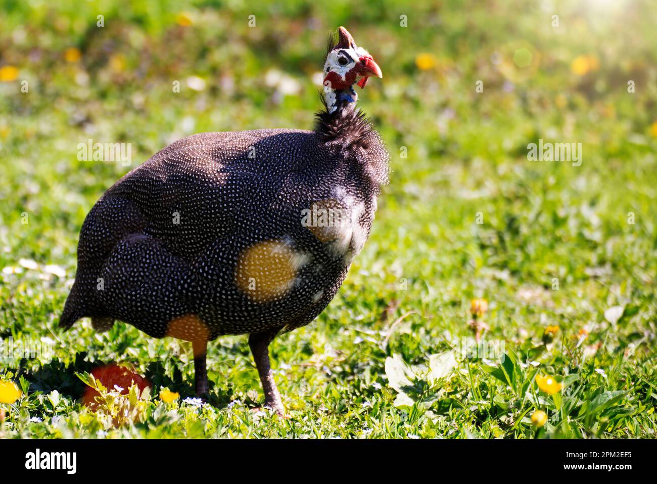Guinea fowl grazing on green backyard grass Stock Photo