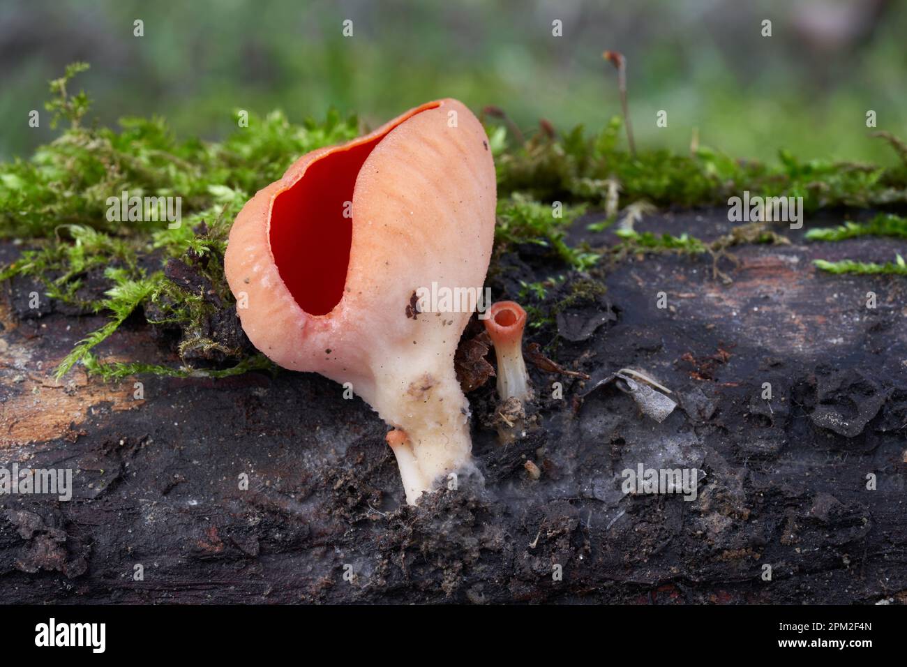 Inedible mushroom Sarcoscypha coccinea on the moss wood. Known as Scarlet Cup. Wild red mushroom in the forest. Stock Photo