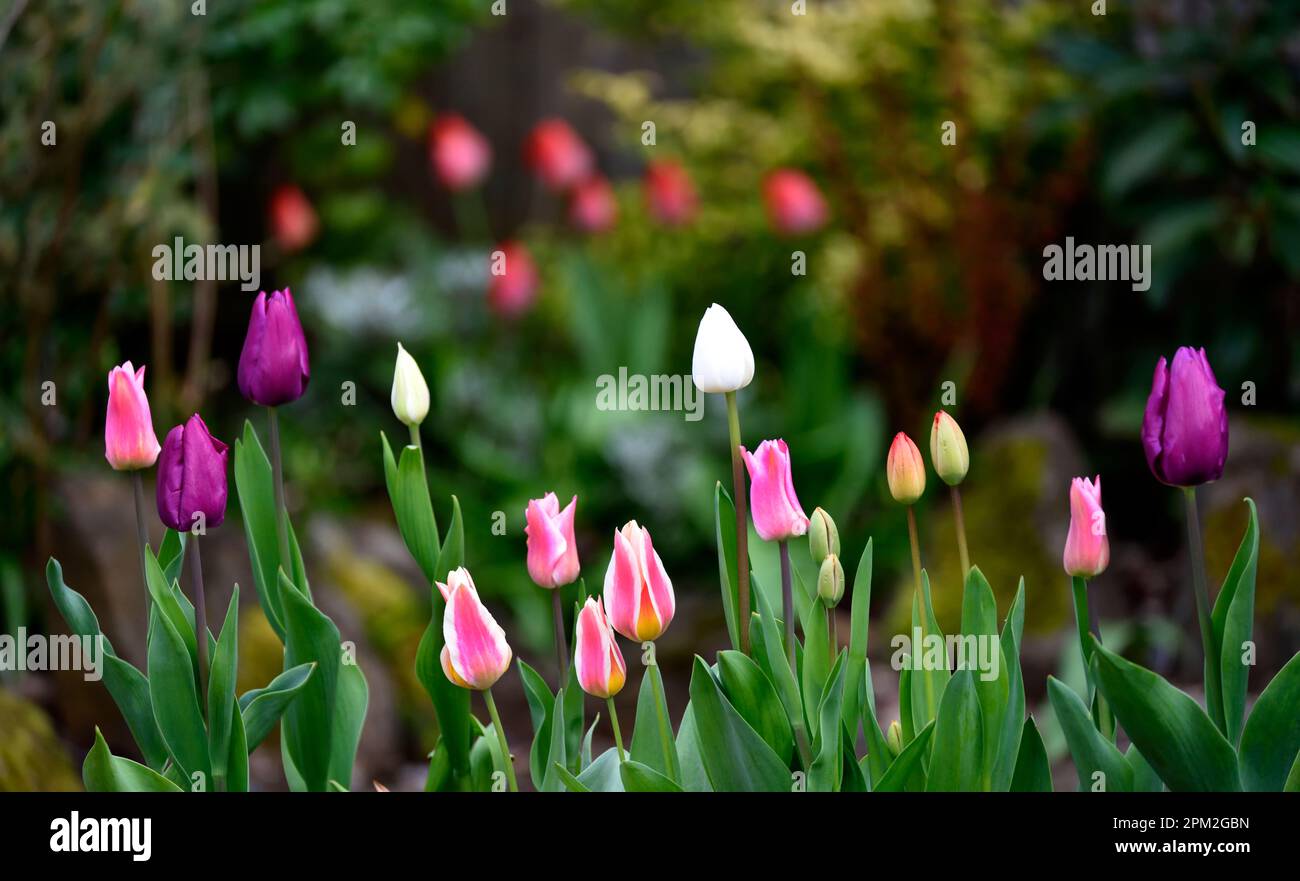 Tulips in the garden Stock Photo - Alamy