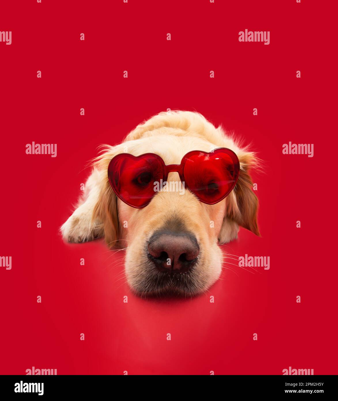 Happy valentines day golden cheap retriever