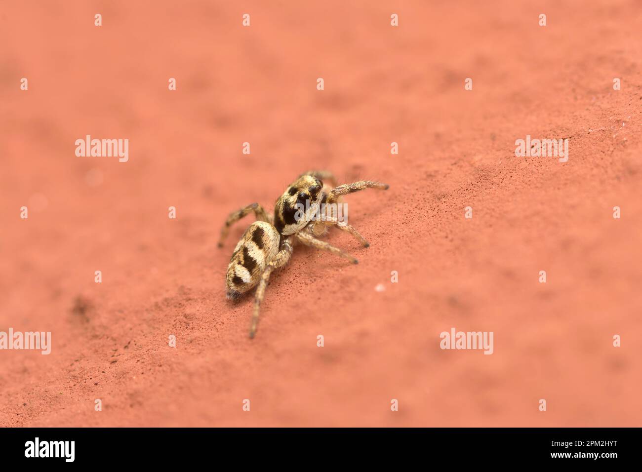 Single Zebra Jumping Spider (Salticus scenicus) crawling on a house