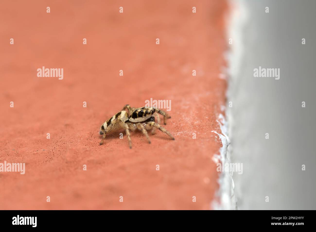 Single Zebra Jumping Spider (Salticus scenicus) crawling on a house