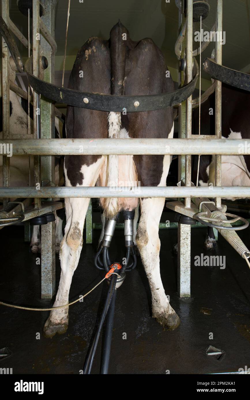 Dairy cows, Bos taurus, being milked, Dairy farm, Taranaki, North